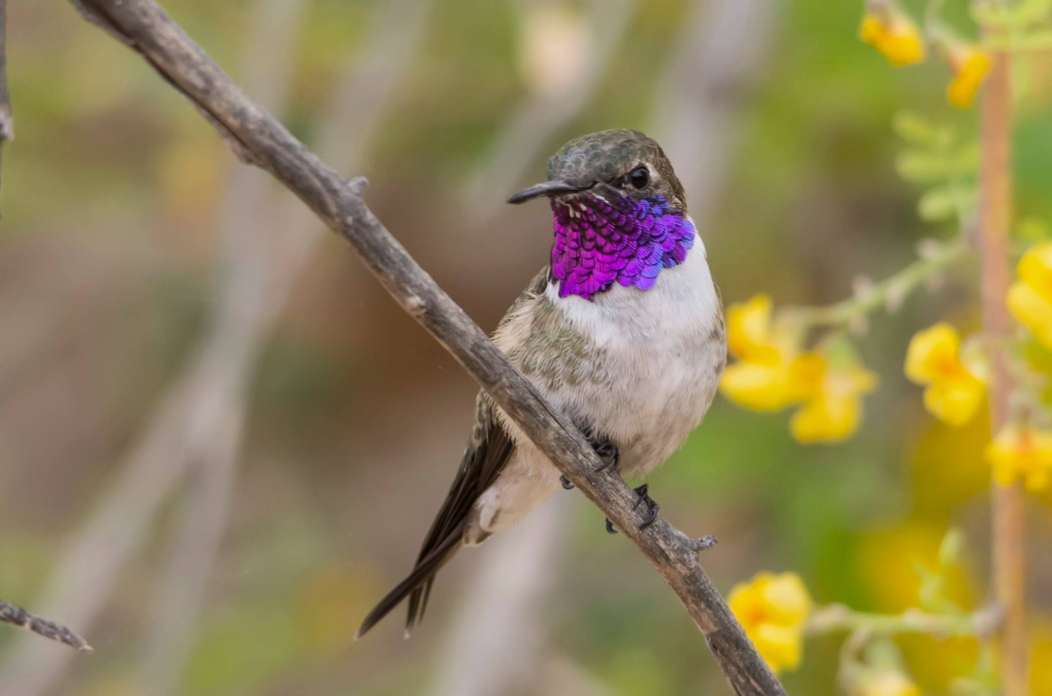 El Picaflor de Arica, no Iquique